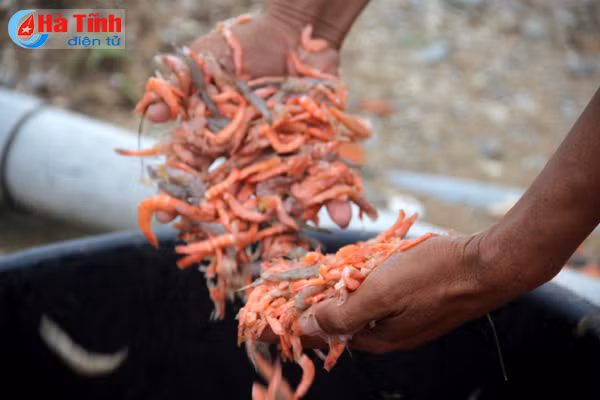 mua lon keo dai nguoi nuoi tom that bat