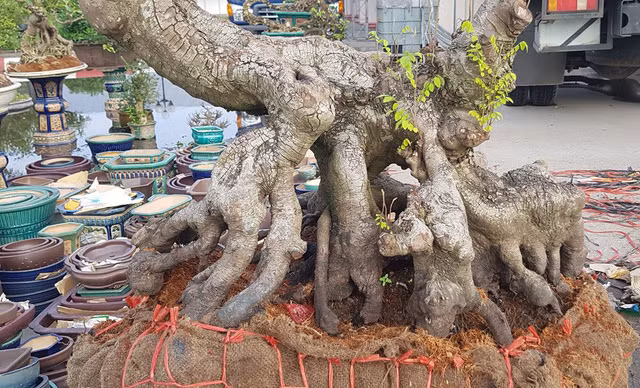 quai thu ra thu do dan choi cay mien bac phat sot