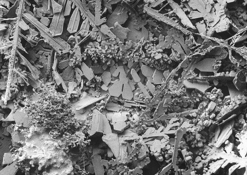 kham pha the gioi duoi ong kinh hien vi