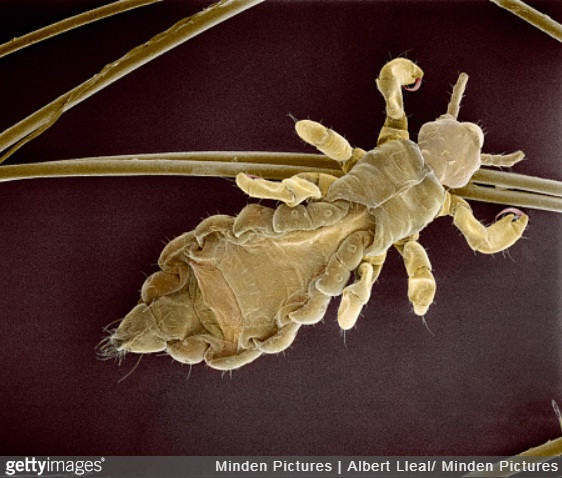 kham pha the gioi duoi ong kinh hien vi