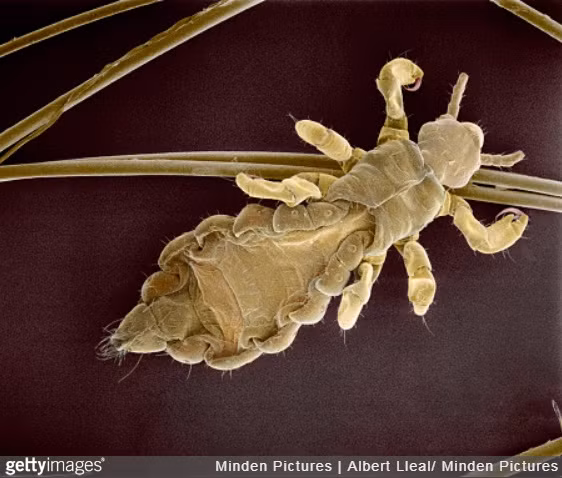 kham pha the gioi duoi ong kinh hien vi