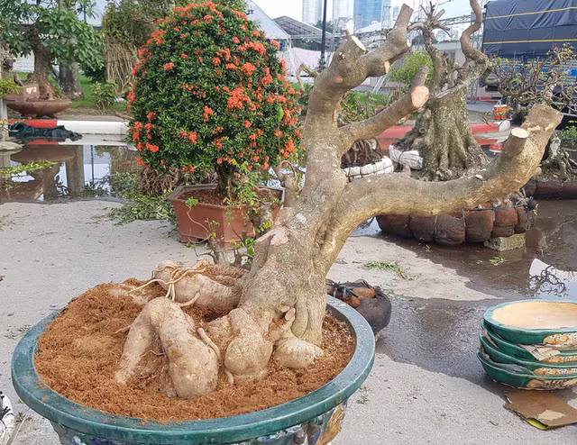 quai thu ra thu do dan choi cay mien bac phat sot