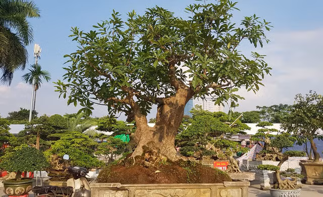 quai thu ra thu do dan choi cay mien bac phat sot