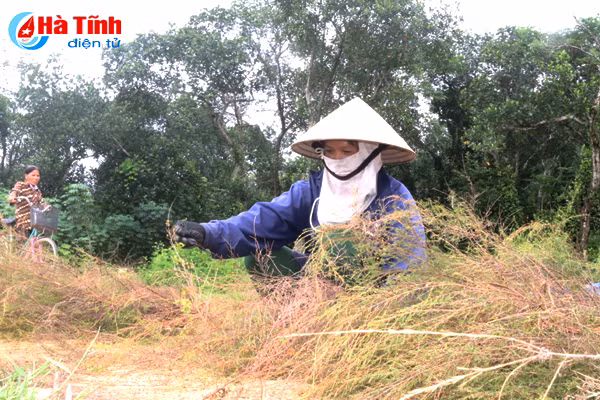 video dan son thinh thuan hoa cay choi tren nang cao thu nhap