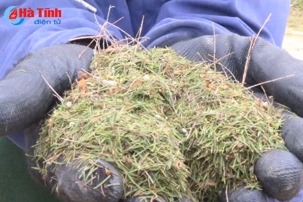 video dan son thinh thuan hoa cay choi tren nang cao thu nhap