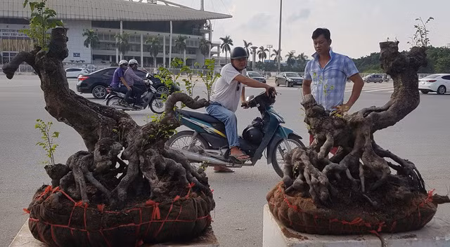 quai thu ra thu do dan choi cay mien bac phat sot
