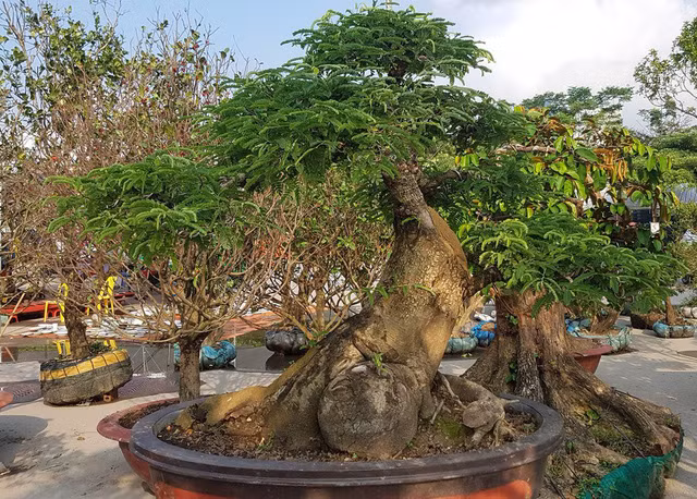 quai thu ra thu do dan choi cay mien bac phat sot