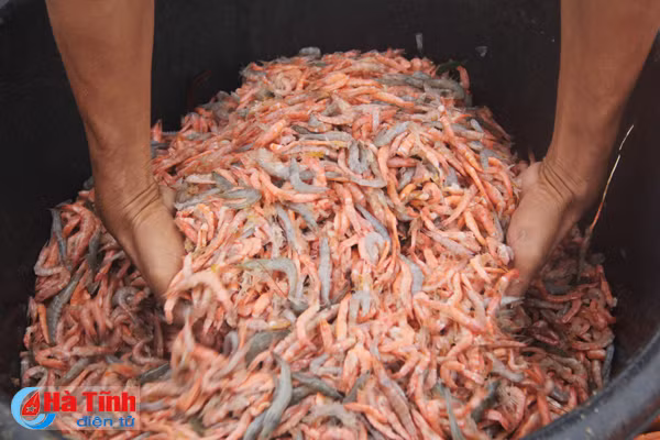 mua lon keo dai nguoi nuoi tom that bat