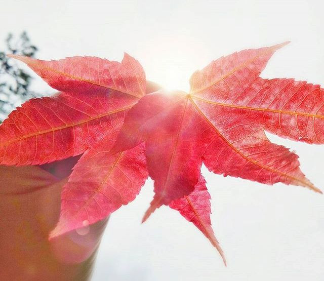 ngan ngo voi ve dep cua nhung khu rung la phong do ngay tai viet nam