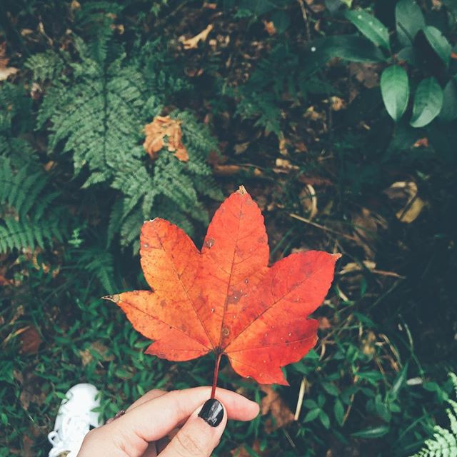 ngan ngo voi ve dep cua nhung khu rung la phong do ngay tai viet nam