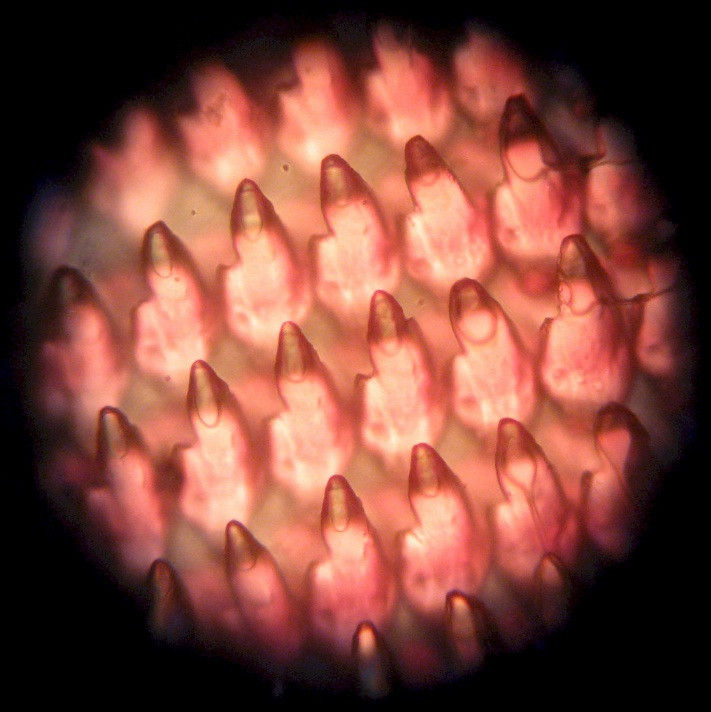 kham pha the gioi duoi ong kinh hien vi