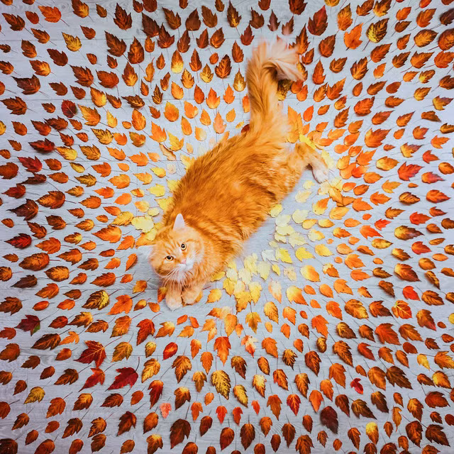 canh thu dep den nao long o khap noi tren the gioi