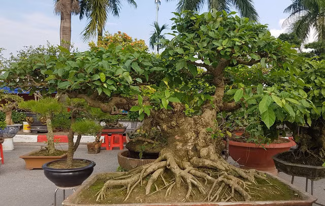 quai thu ra thu do dan choi cay mien bac phat sot