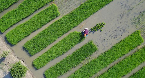 tao ra giong lua co the song bang nuoc bien de nuoi song 200 trieu nguoi