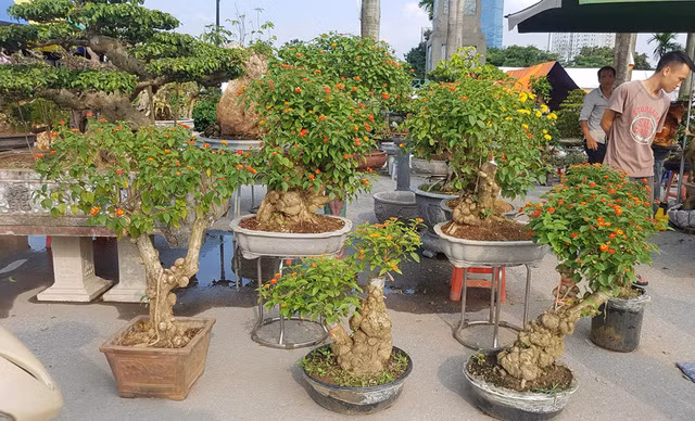 quai thu ra thu do dan choi cay mien bac phat sot