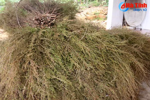 video dan son thinh thuan hoa cay choi tren nang cao thu nhap