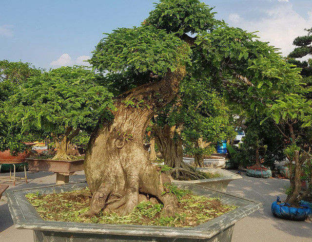 quai thu ra thu do dan choi cay mien bac phat sot