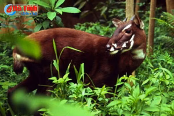 vuon quoc gia vu quang diem du lich sinh thai ly tuong