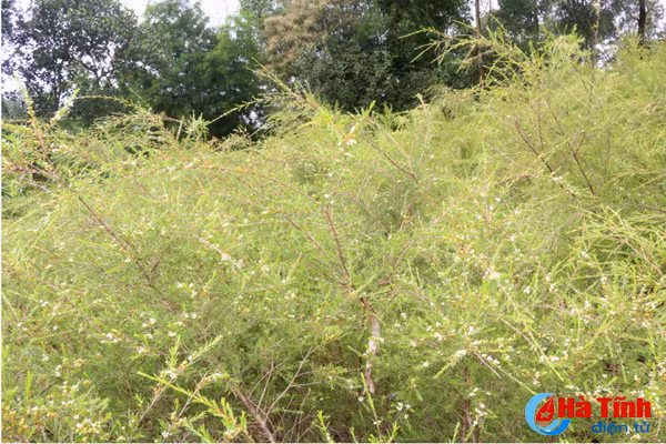 video dan son thinh thuan hoa cay choi tren nang cao thu nhap