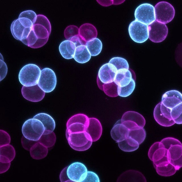 kham pha the gioi duoi ong kinh hien vi