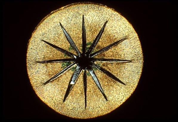 kham pha the gioi duoi ong kinh hien vi