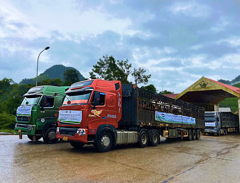 Vinamilk nhập đàn bò sữa 1.000 con từ Mỹ về trang trại bò sữa Lao - Jagro ở Lào