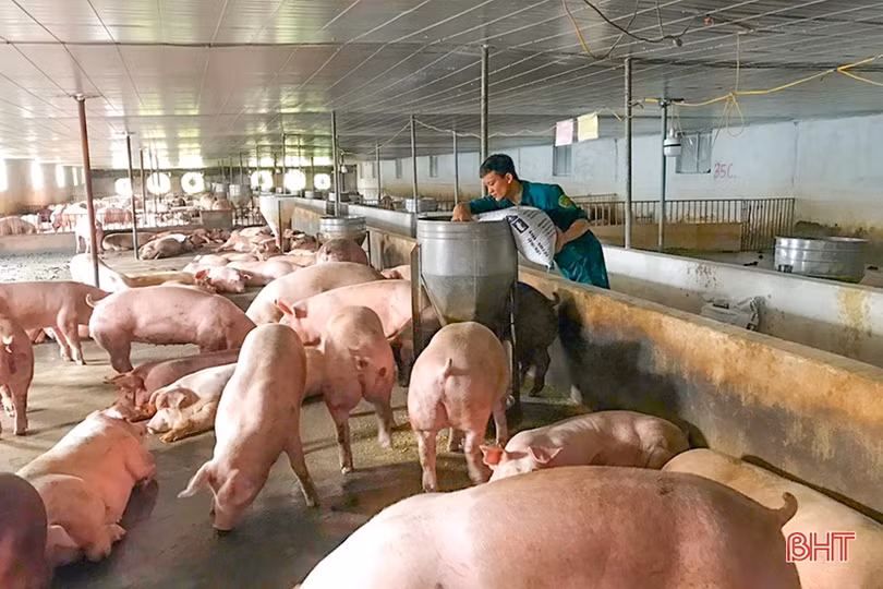 7 tháng, giá thức ăn chăn nuôi tăng 6 lần và tiếng nói người trong cuộc ở Hà Tĩnh