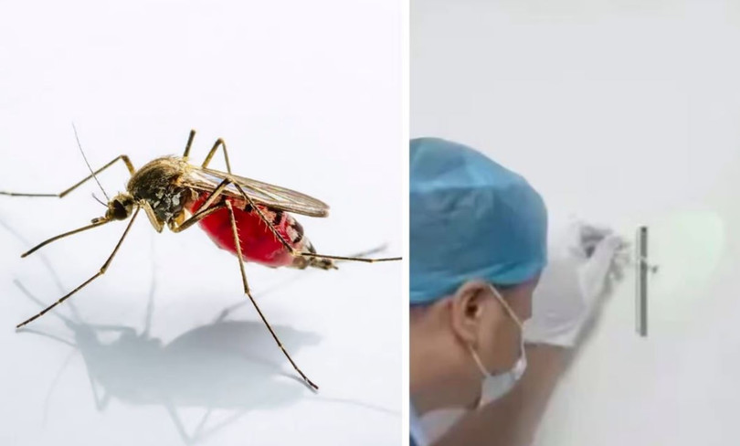 Lật mặt tên trộm táo bạo nhờ dấu DNA trong xác muỗi
