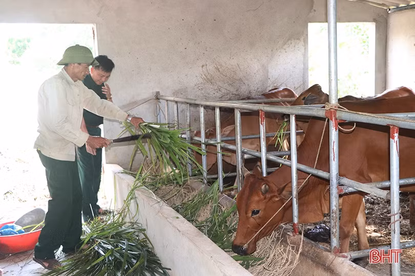 Cựu chiến binh ở miền núi Vũ Quang tích cực phát triển kinh tế, vươn lên làm giàu