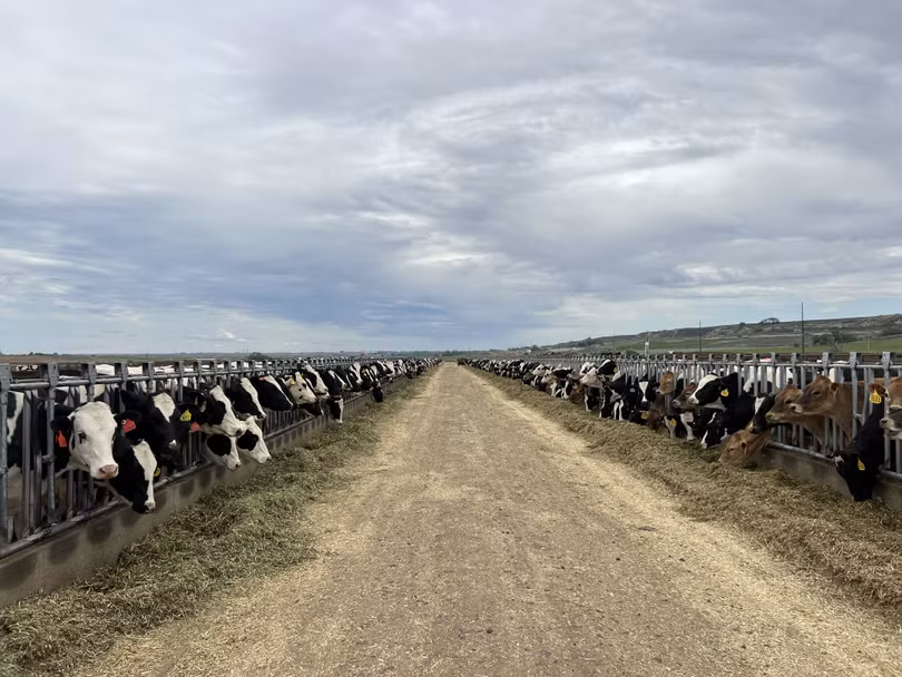 Vinamilk nhập đàn bò sữa 1.000 con từ Mỹ về trang trại bò sữa Lao - Jagro ở Lào