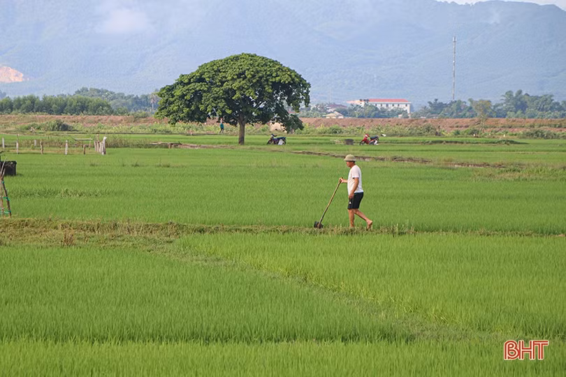 Mưa vàng “giải nhiệt”, nông dân Hà Tĩnh tranh thủ chăm sóc lúa hè thu