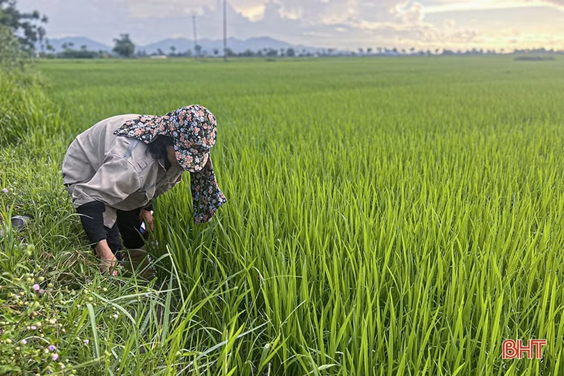 Mưa vàng “giải nhiệt”, nông dân Hà Tĩnh tranh thủ chăm sóc lúa hè thu