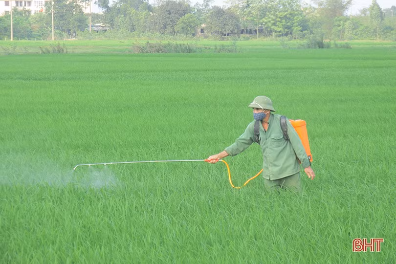 Mưa vàng “giải nhiệt”, nông dân Hà Tĩnh tranh thủ chăm sóc lúa hè thu