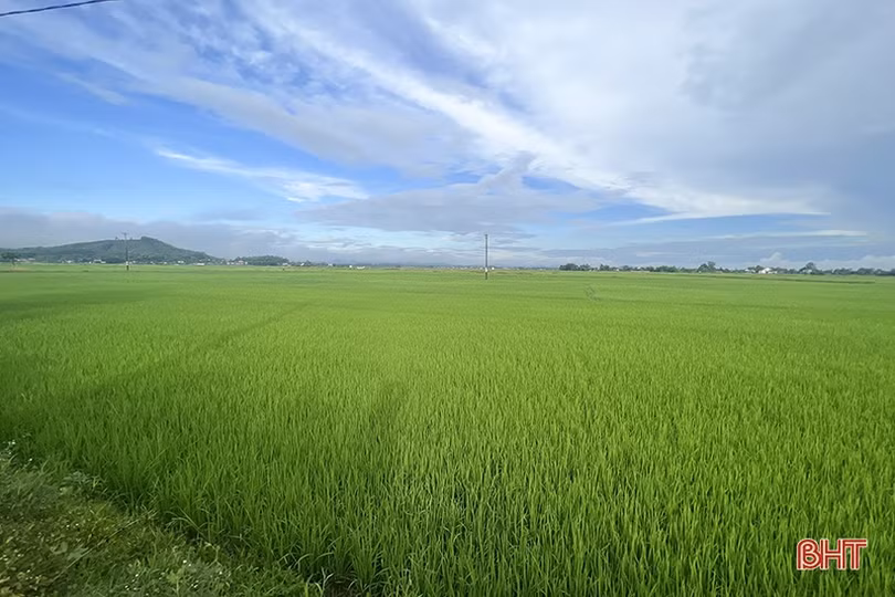 Mưa vàng “giải nhiệt”, nông dân Hà Tĩnh tranh thủ chăm sóc lúa hè thu