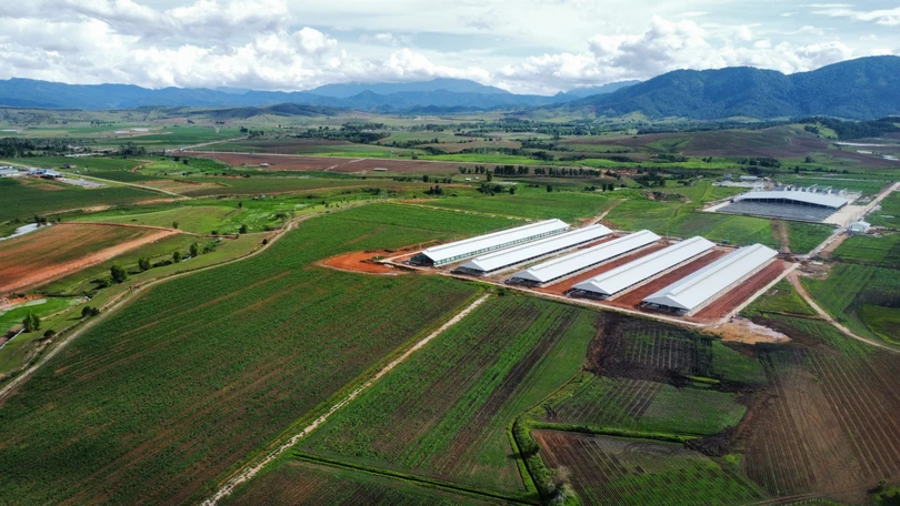 Vinamilk nhập đàn bò sữa 1.000 con từ Mỹ về trang trại bò sữa Lao - Jagro ở Lào