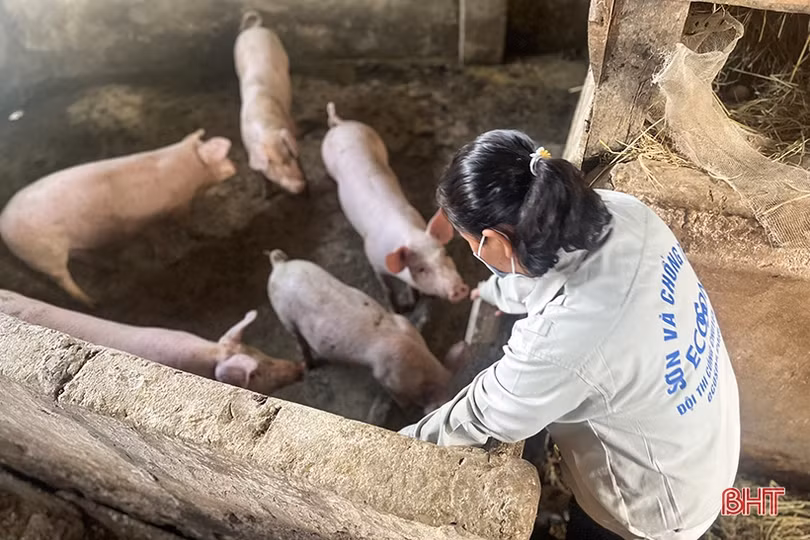 7 tháng, giá thức ăn chăn nuôi tăng 6 lần và tiếng nói người trong cuộc ở Hà Tĩnh