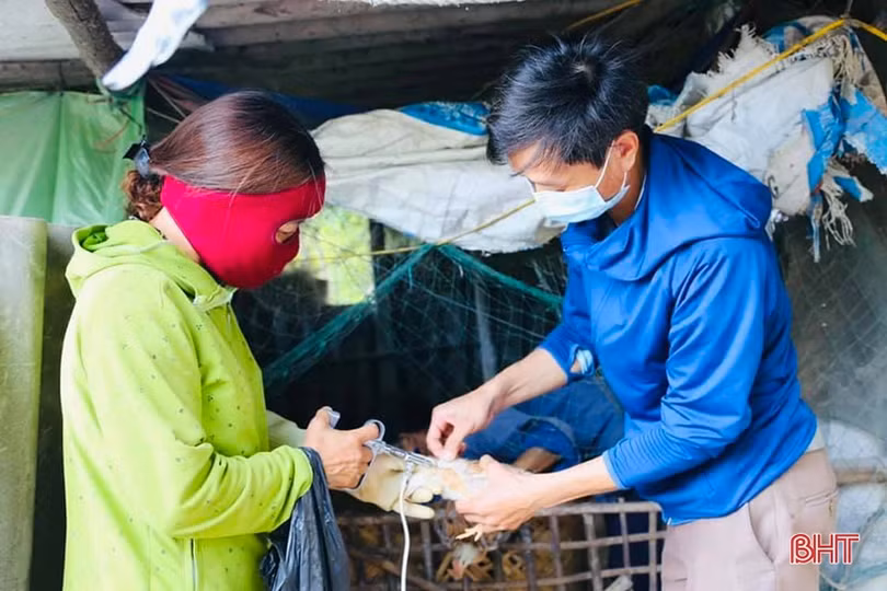 Lơ là công tác tiêm phòng vắc-xin, nguy cơ dịch bệnh tấn công đàn gia cầm ở Hà Tĩnh