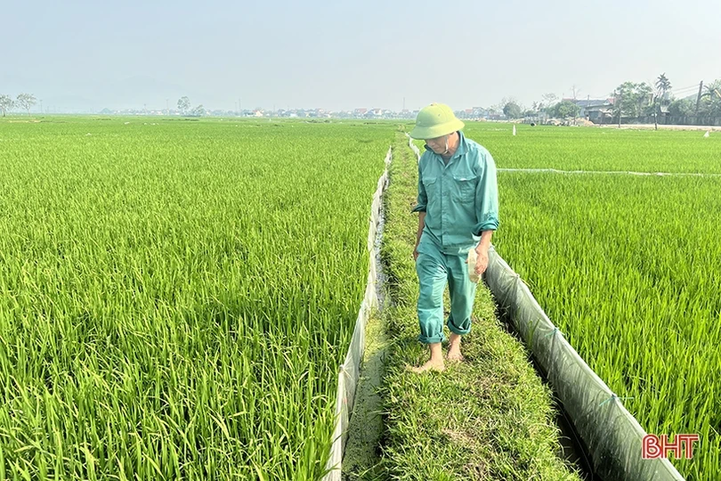 Nông dân Hà Tĩnh tích cực chăm bón lúa xuân “thì con gái”