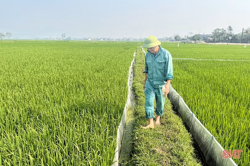 Nông dân Hà Tĩnh tích cực chăm bón lúa xuân “thì con gái”