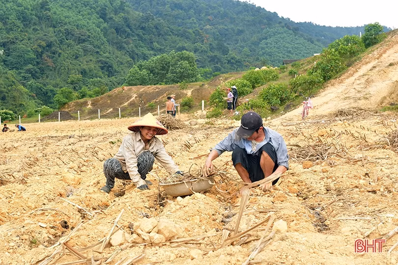 Bà con dân tộc Chứt trồng cỏ, trỉa ngô chăn nuôi bò sinh sản