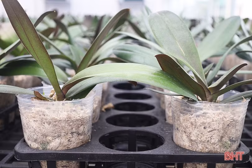 Cận cảnh mô hình trồng hoa lan hồ điệp đầu tiên ở Hà Tĩnh