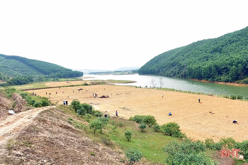 Bà con dân tộc Chứt trồng cỏ, trỉa ngô chăn nuôi bò sinh sản