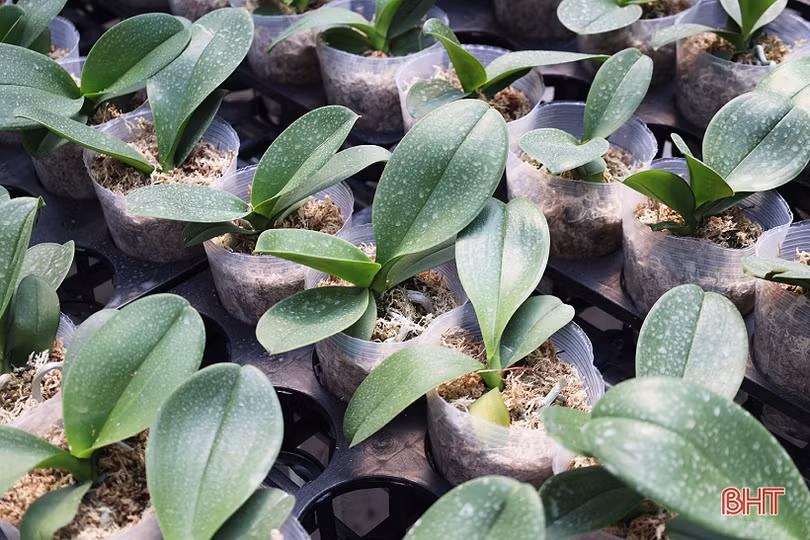 Cận cảnh mô hình trồng hoa lan hồ điệp đầu tiên ở Hà Tĩnh