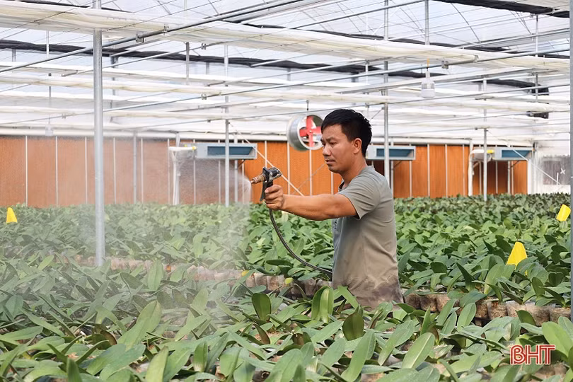 Cận cảnh mô hình trồng hoa lan hồ điệp đầu tiên ở Hà Tĩnh