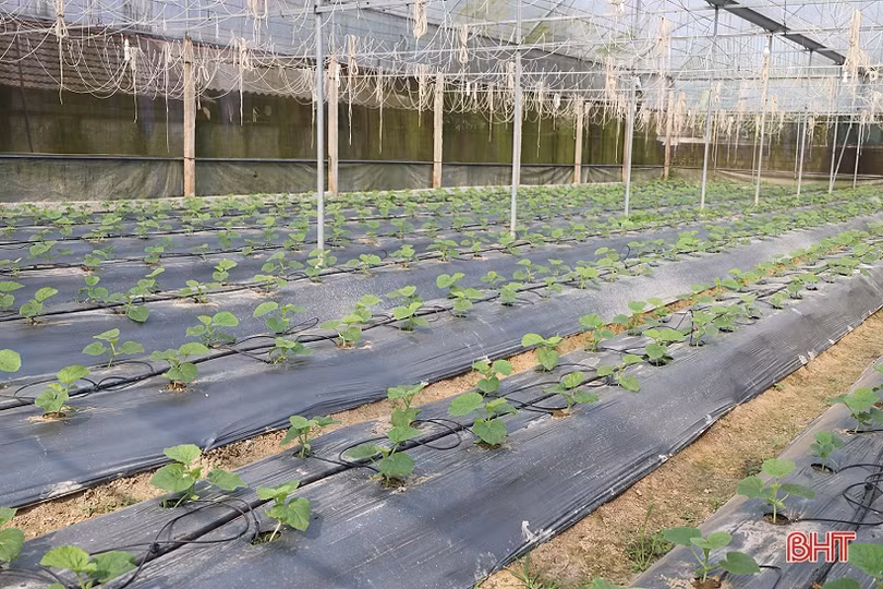 Nông dân Thạch Hà tất bật chăm sóc lứa dưa đầu năm