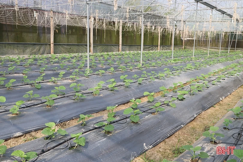 Nông dân Thạch Hà tất bật chăm sóc lứa dưa đầu năm