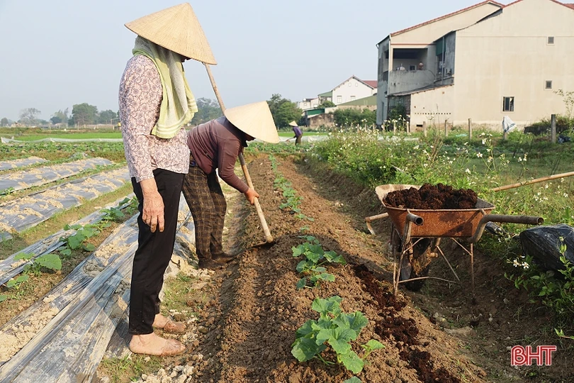Nông dân Thạch Hà tất bật chăm sóc lứa dưa đầu năm