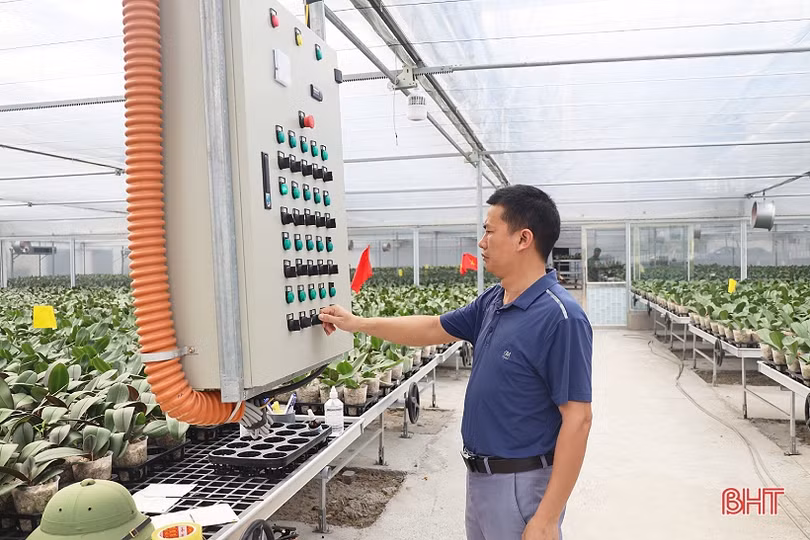 Cận cảnh mô hình trồng hoa lan hồ điệp đầu tiên ở Hà Tĩnh