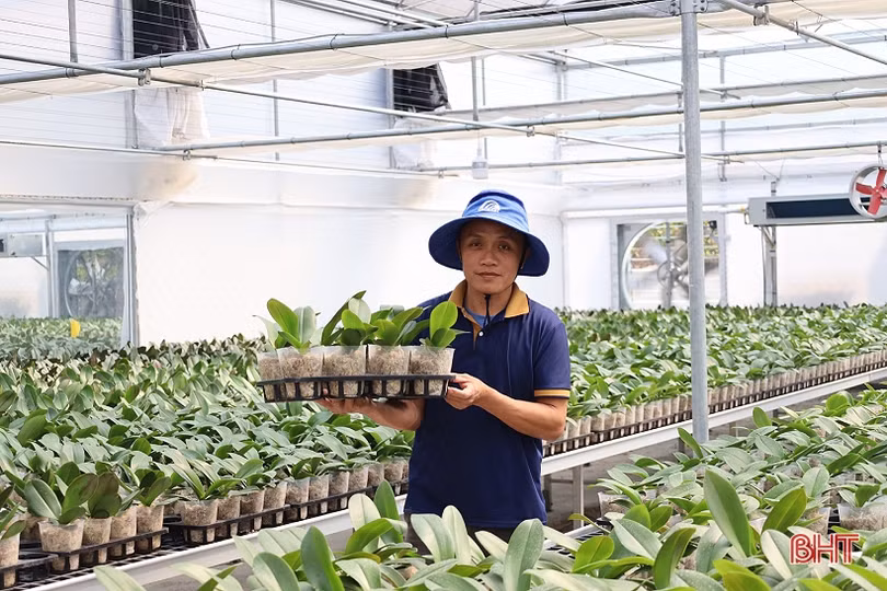 Cận cảnh mô hình trồng hoa lan hồ điệp đầu tiên ở Hà Tĩnh