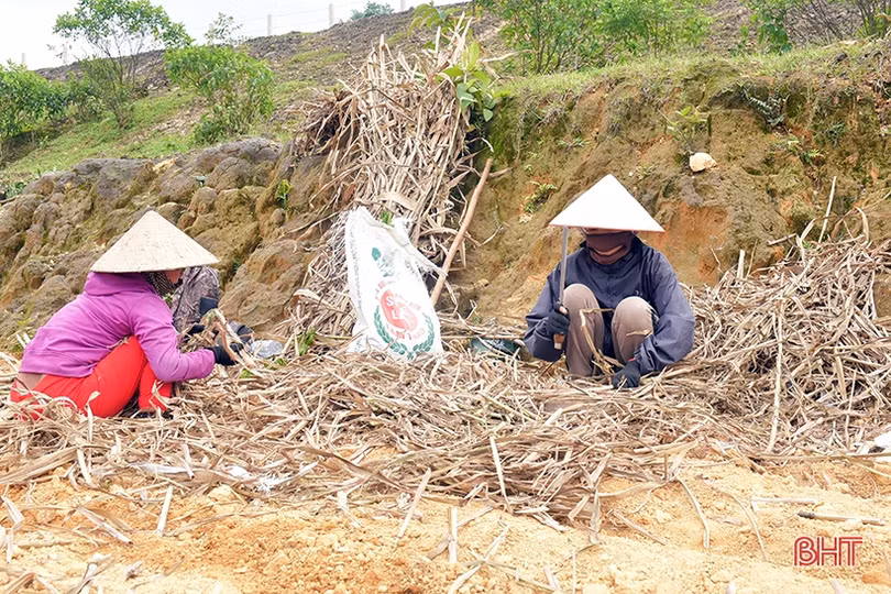 Bà con dân tộc Chứt trồng cỏ, trỉa ngô chăn nuôi bò sinh sản